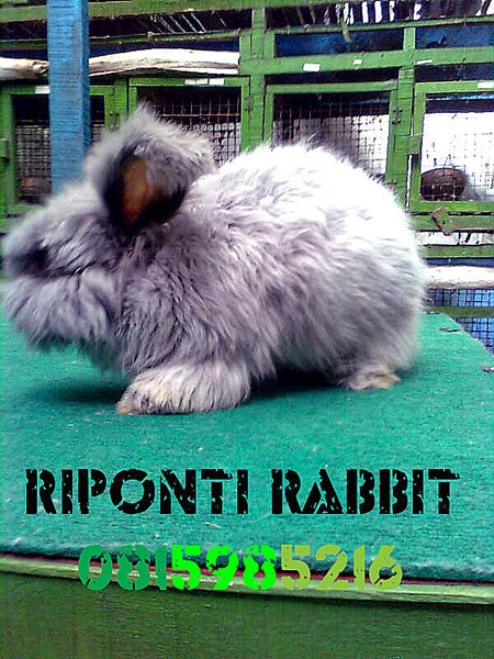 rabbit angora english