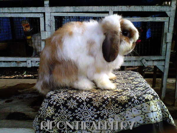 Body and hindquarter fuzzy lop